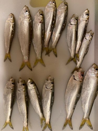 サッパの釣果