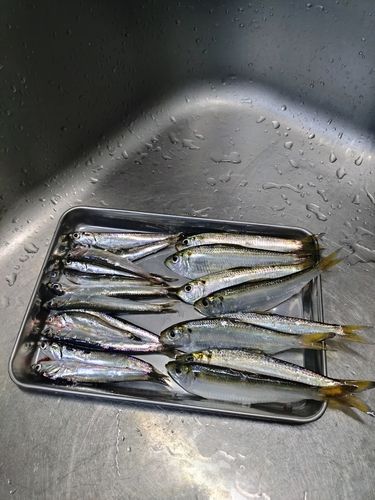 サッパの釣果