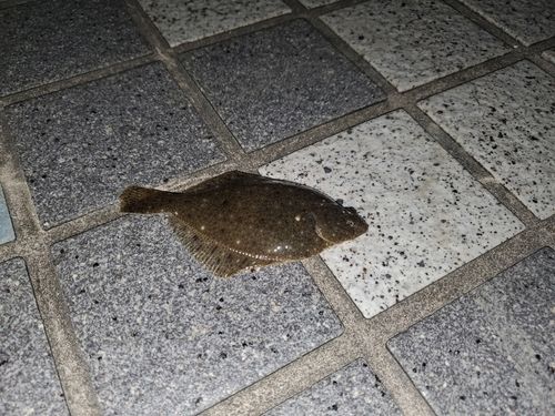カレイの釣果