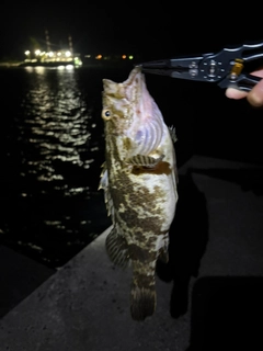 タケノコメバルの釣果