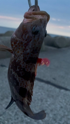 キジハタの釣果