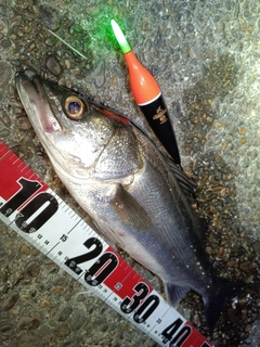 フッコ（マルスズキ）の釣果