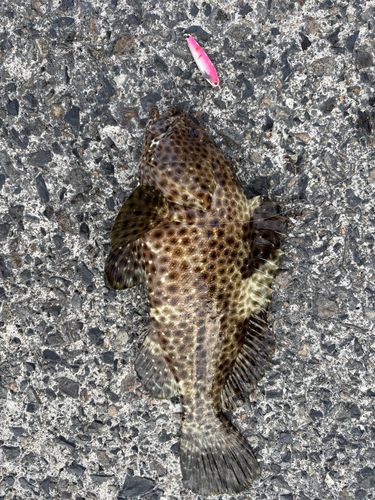 シロブチハタの釣果