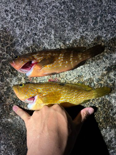 アコウの釣果