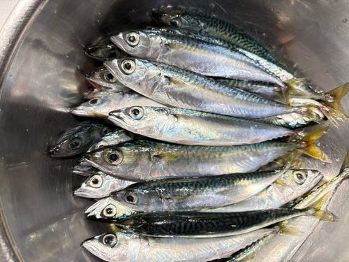サバの釣果