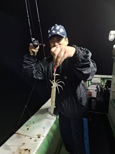 スルメイカの釣果