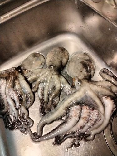 タコの釣果