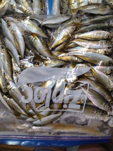 マアジの釣果