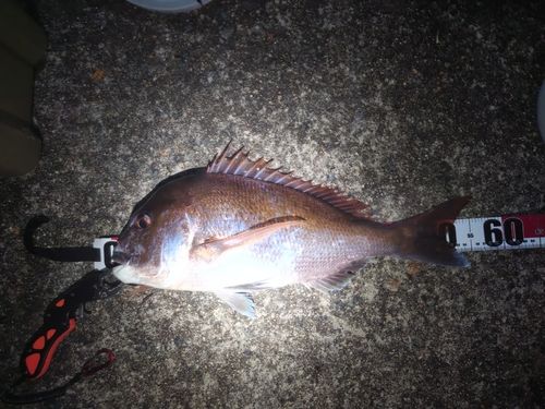タイの釣果