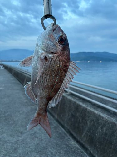 タイの釣果
