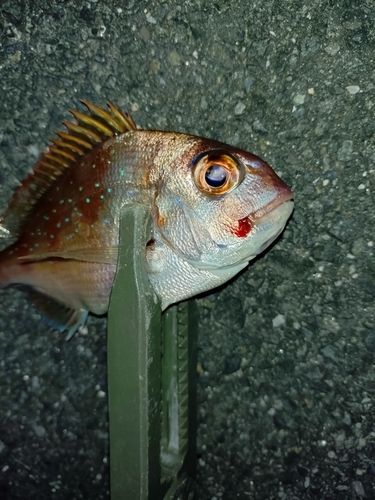 チャリコの釣果