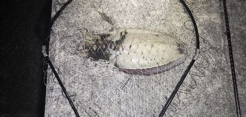 コウイカの釣果