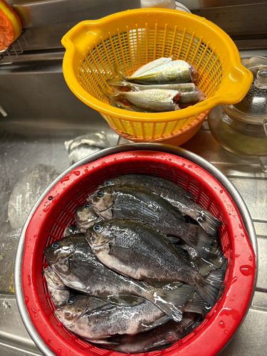 メジナの釣果