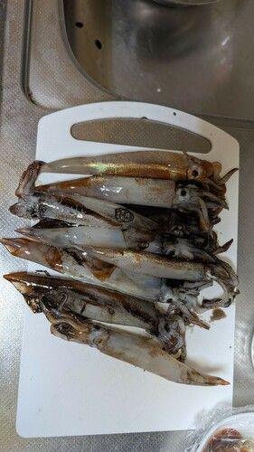 スルメイカの釣果