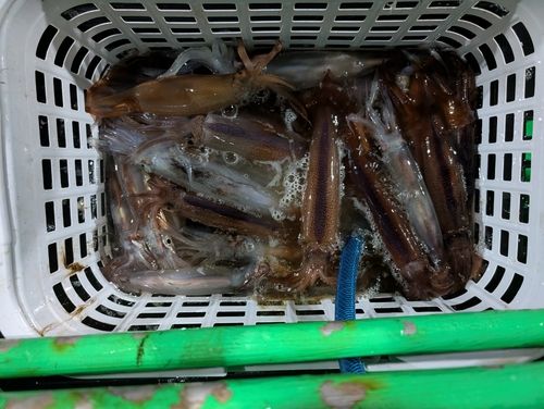 イカの釣果
