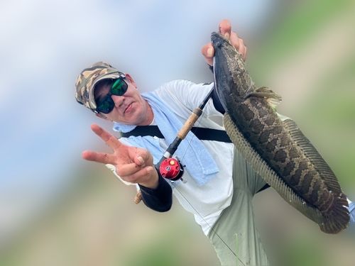 ライギョの釣果