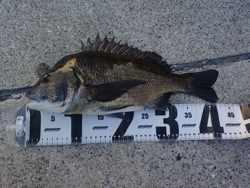 クロダイの釣果