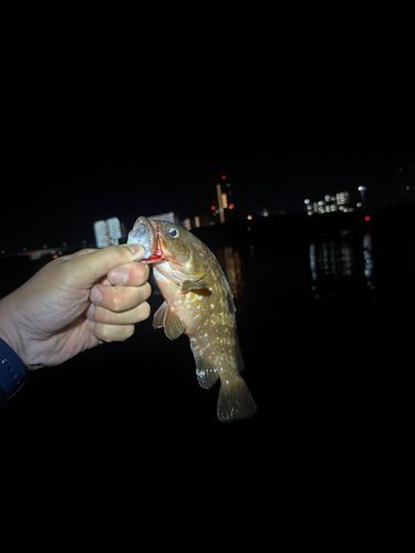 アコウの釣果