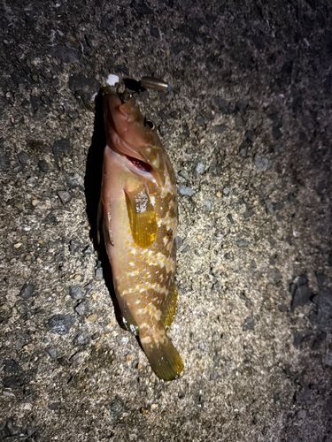 アコウの釣果