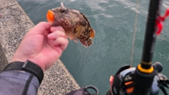 アラカブの釣果