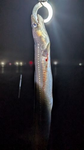 アナゴの釣果