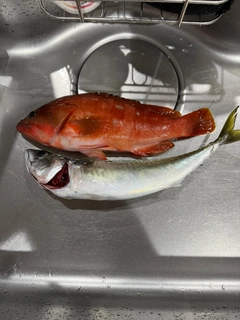 サバの釣果