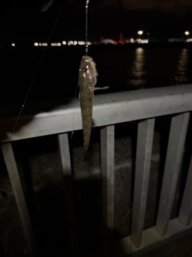 ハゼの釣果