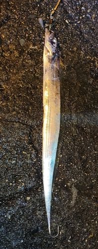 タチウオの釣果
