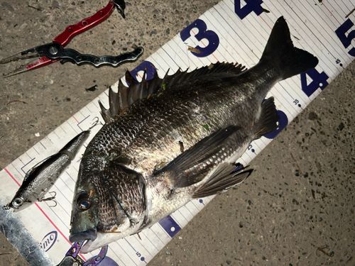 クロダイの釣果