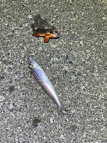 キスの釣果