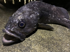 クロソイの釣果