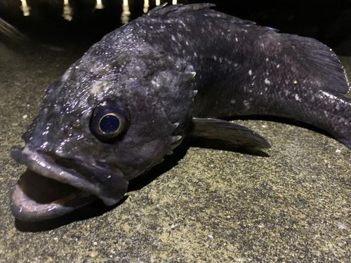 クロソイの釣果