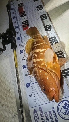 キジハタの釣果