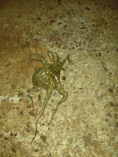 タコの釣果