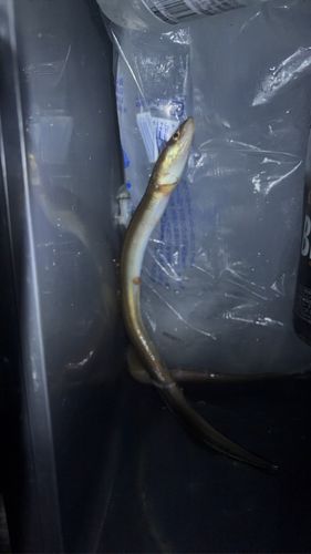 アナゴの釣果