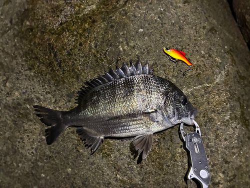 チヌの釣果