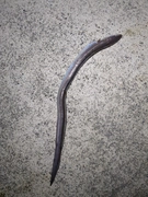 アナゴの釣果