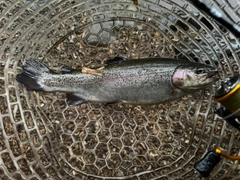 ニジマスの釣果