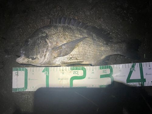 チヌの釣果