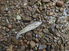 ニジマスの釣果