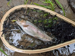 ニジマスの釣果