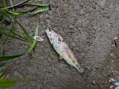 ニジマスの釣果