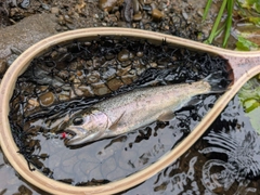 ニジマスの釣果