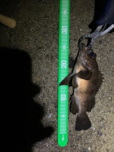 メバルの釣果