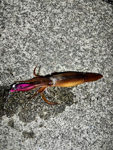 スルメイカの釣果