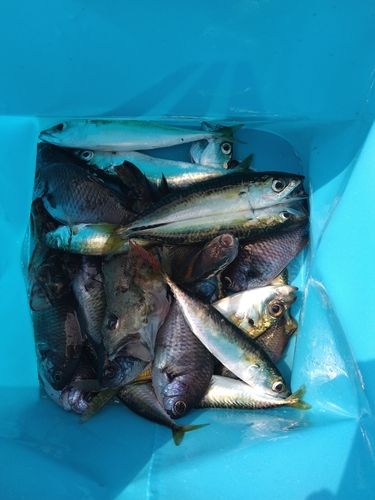 サバの釣果