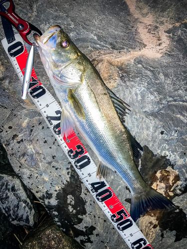 No Bite, No Fish さんの釣り人プロフィール - アングラーズ | 釣果600