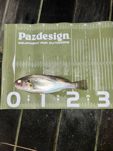 イシモチの釣果
