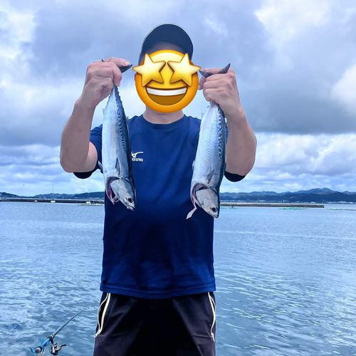 ソウダガツオの釣果