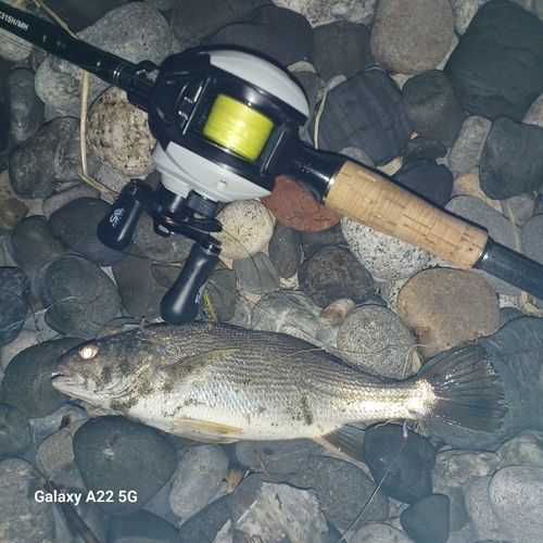 イシモチの釣果